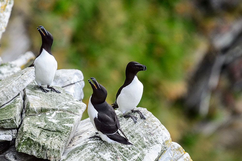 Norway-Finnmark-Loppa. Razorbill (Alca torda) gathered on a nesting cliff.